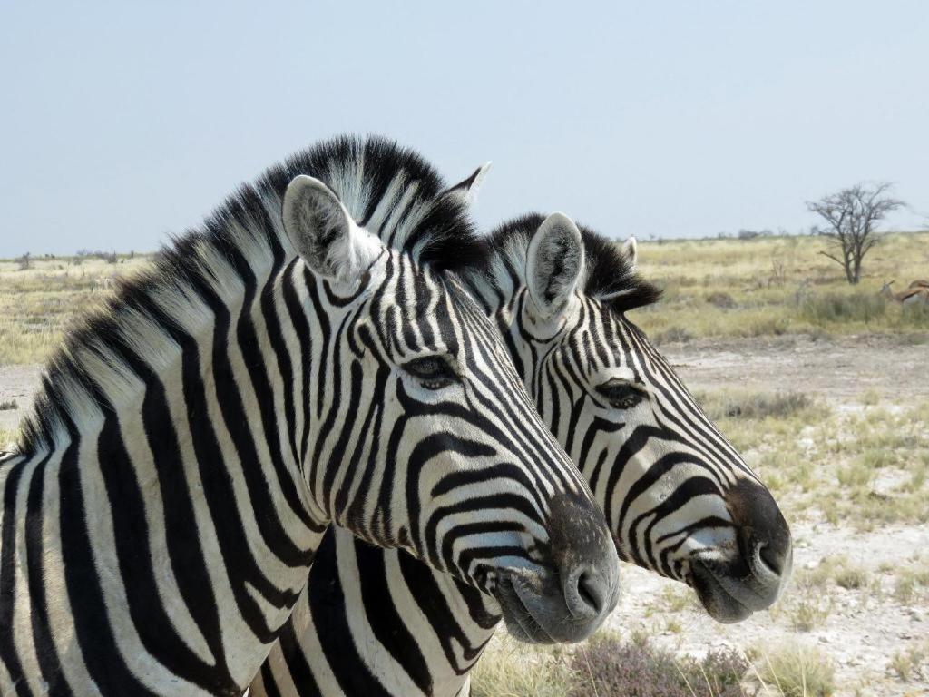 Etosha Safari Camp, Etosha National Park, Namibia Hotel Okaukuejo Exterior photo