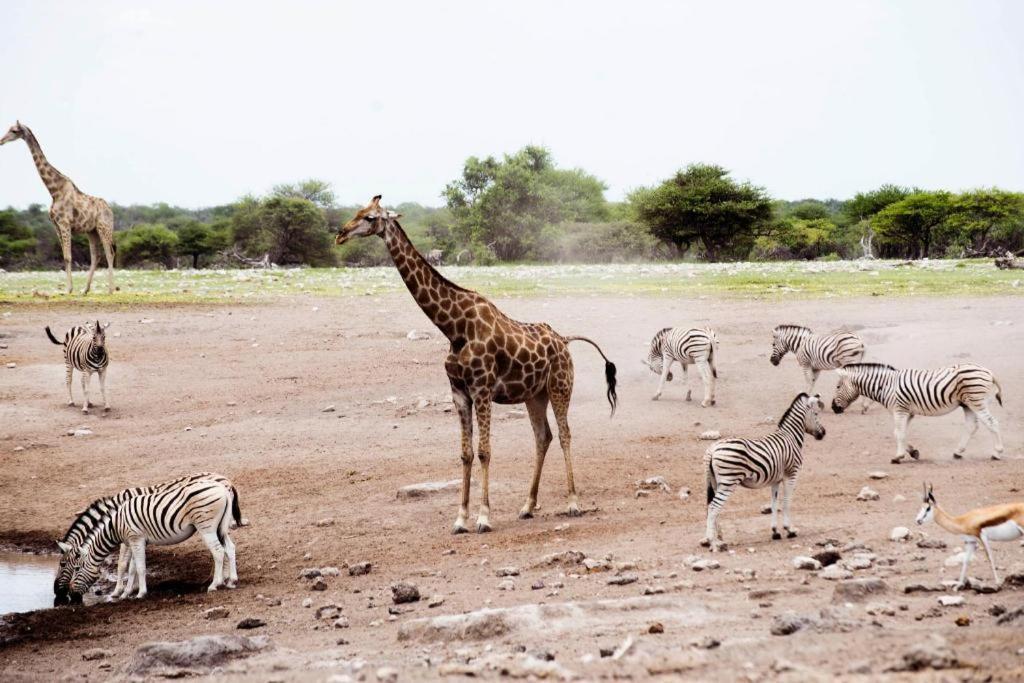 Etosha Safari Camp, Etosha National Park, Namibia Hotel Okaukuejo Exterior photo