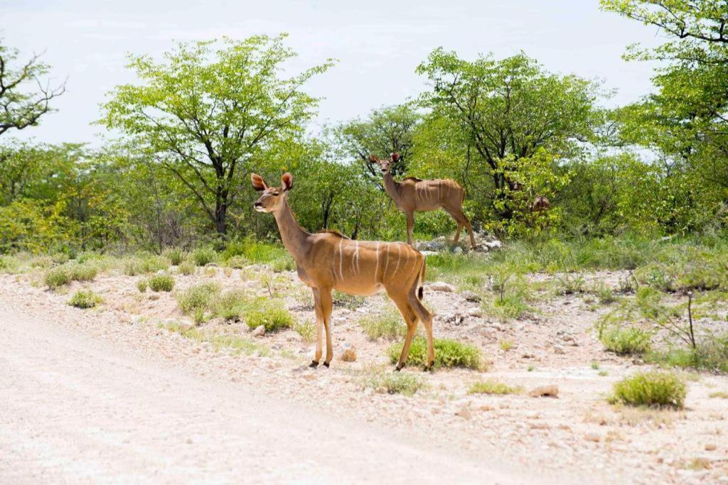 Etosha Safari Camp, Etosha National Park, Namibia Hotel Okaukuejo Exterior photo